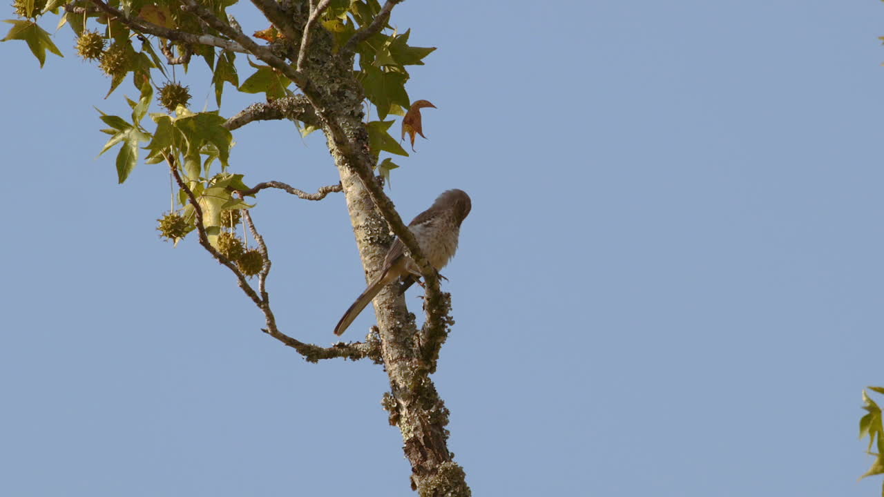 나뭇가지에 앉아 있는 북부 흉내지빠귀