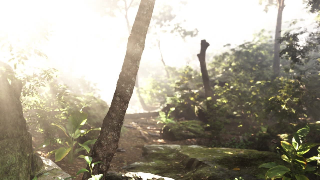 안개 숲 을 가로질러 흐르는 빛