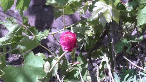 Rosa-Que-Agita-Durante-Un-Día-Caluroso-Y-Ventoso