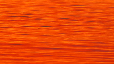 A-beautiful-sunrise-reflecting-off-water-giving-it-an-orange-fire-like-colour,-at-Varsity-Lake-QLD-Australia