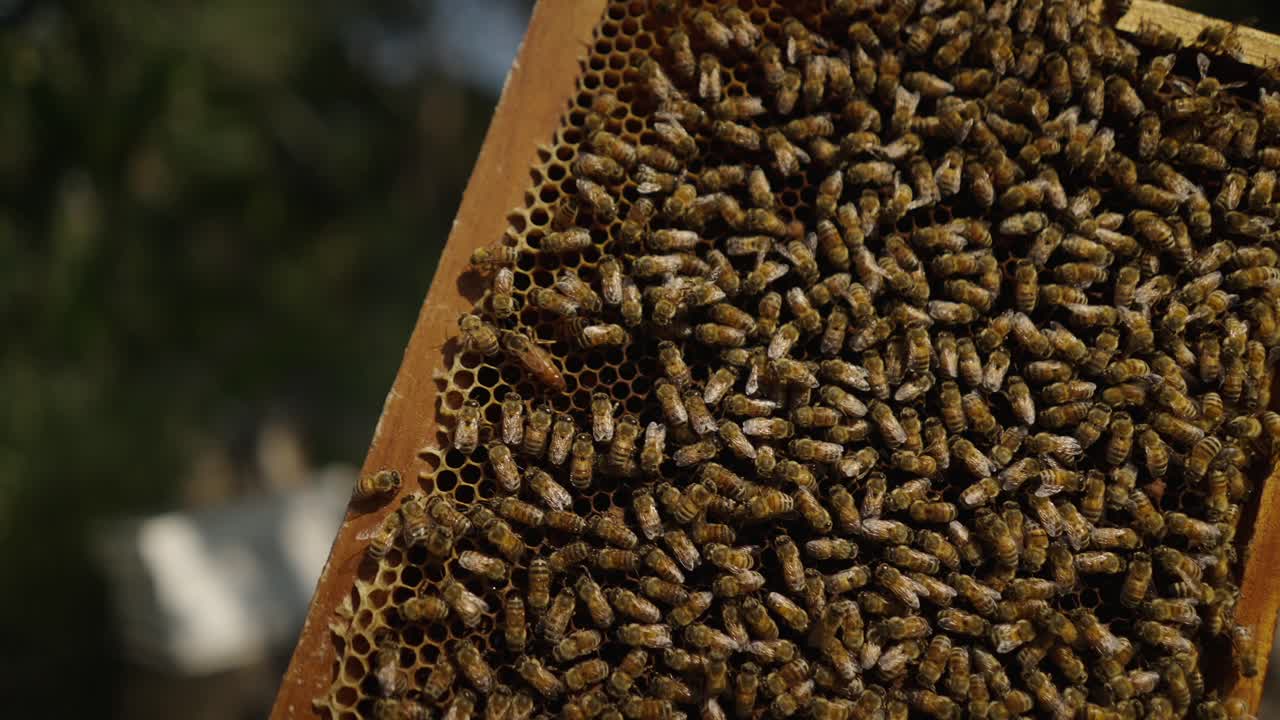 A bustling beehive frame covered with numerous bees and honeycomb