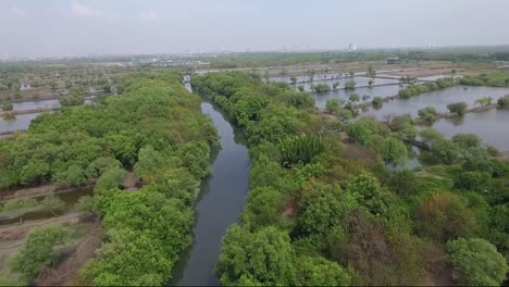 surabaya mangrove conservation, located in east surabaya, east java province, indonesia