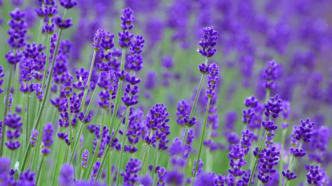lavanda
