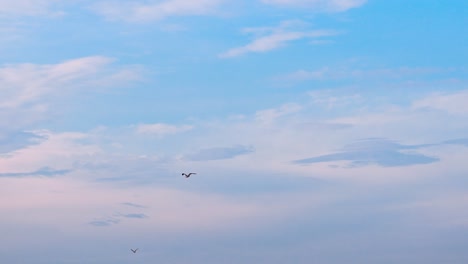 seagulls flying in the blue sky. beautiful birds fly in the sky with spread wings.