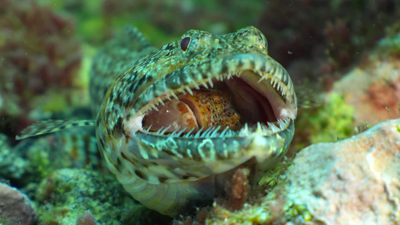 Rare shot of a lizardfish (Synodus synodus) with large teeth preying on a fish that is still alive and struggling in its mouth