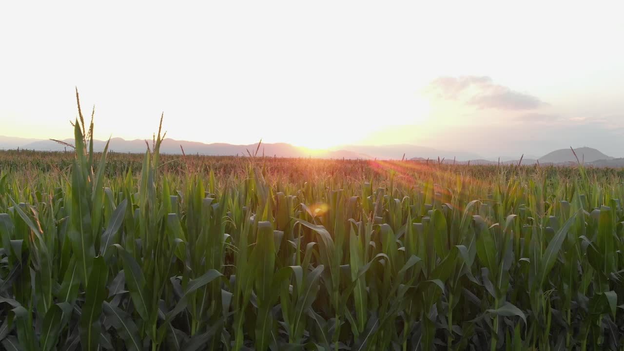 hierba en el campo durante el amanecer