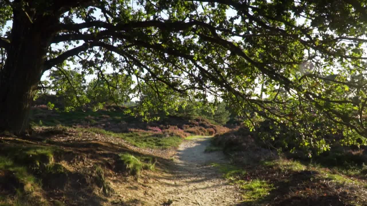 sendero forestal a través de tierras de brezo