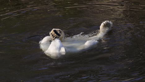 Polar-bear-(Ursus-maritimus)-is-a-hypercarnivorous-bear-whose-native-range-lies-largely-within-the-Arctic-Circle,-encompassing-the-Arctic-Ocean,-its-surrounding-seas-and-surrounding-land-masses.