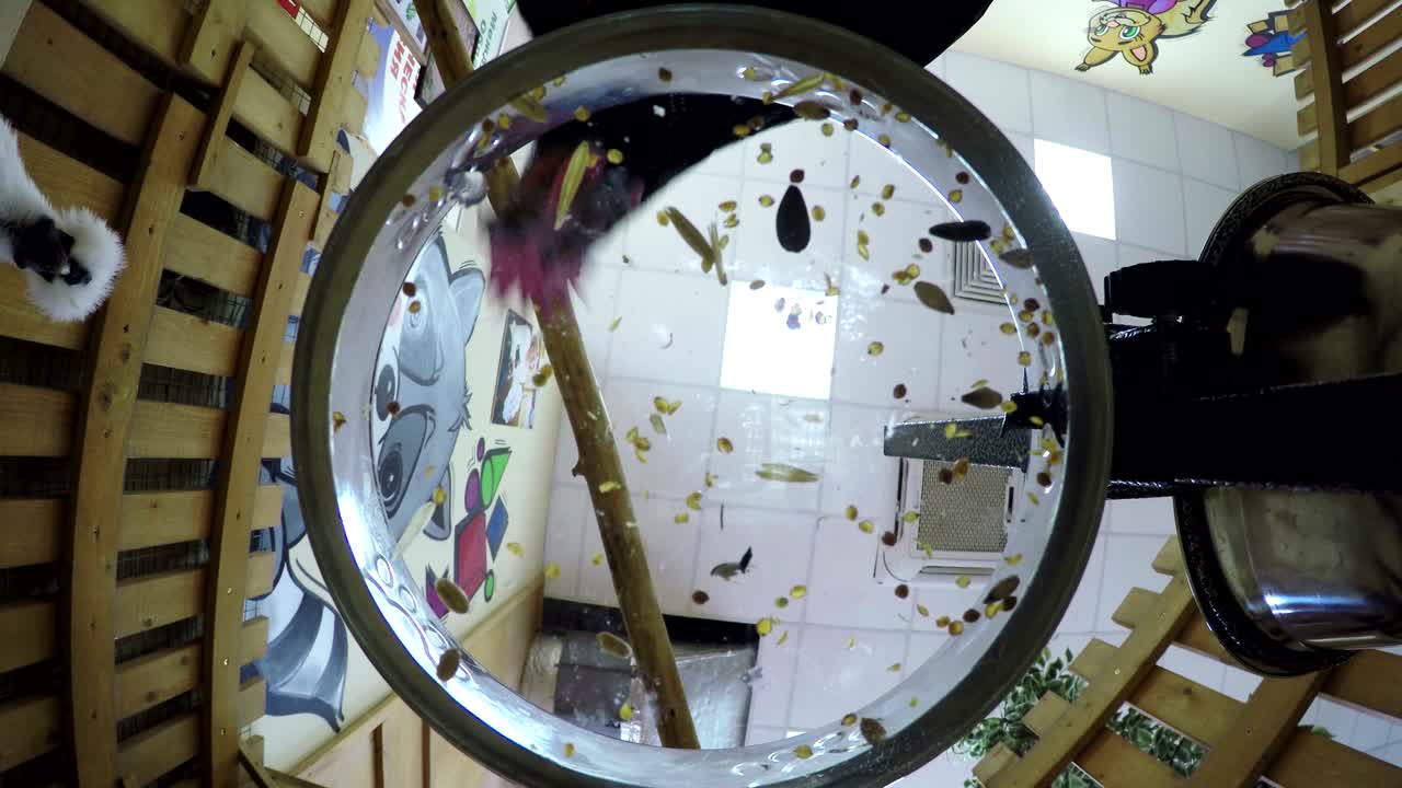 은 검은색, 은 색, 투명한 바닥 그에서 먹이는, 곡물과 씨을 좋아합니다.