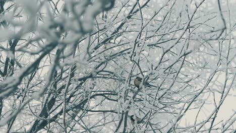 Meisen-Ruht-Auf-Einem-Ast-Mit-Neuschnee-In-Zeitlupe