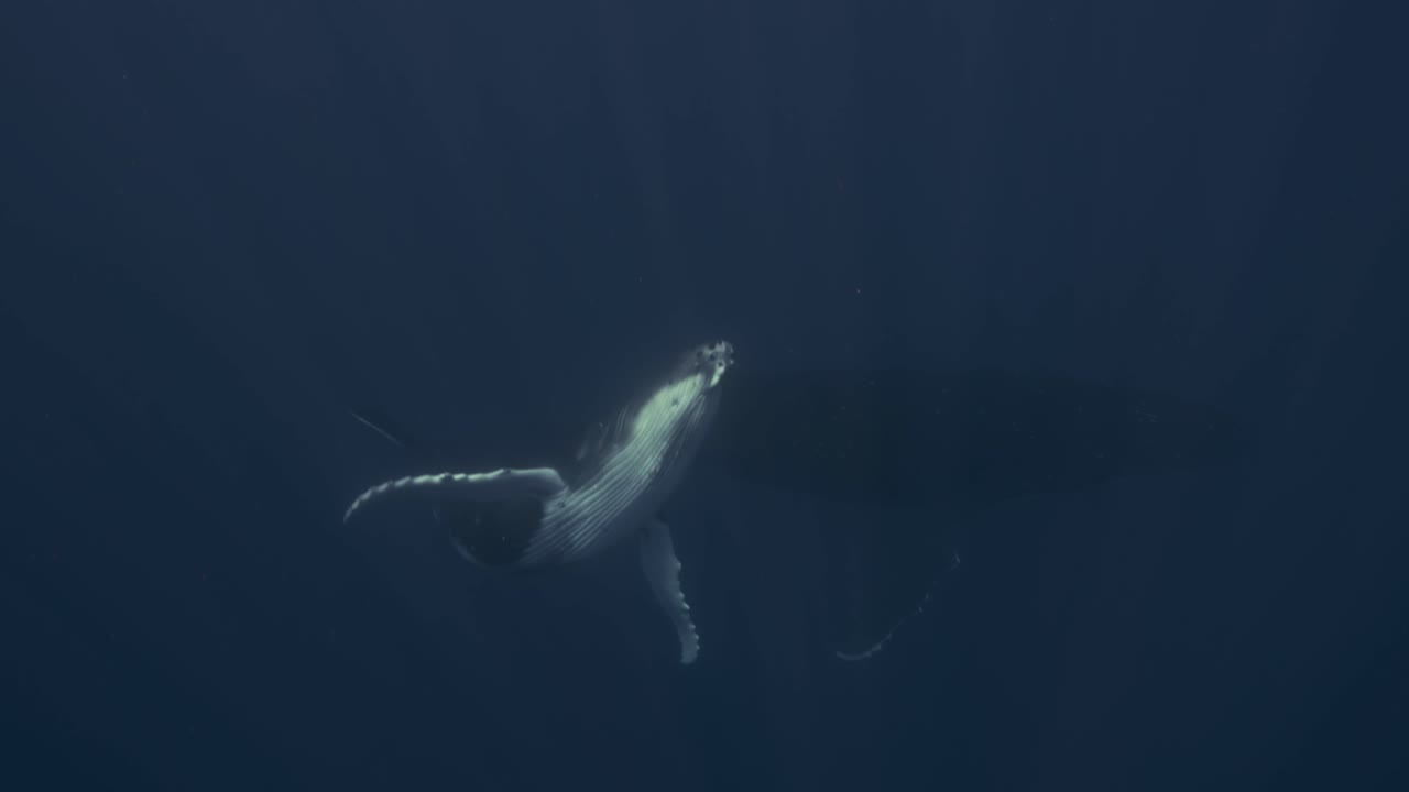 Humpback Whales, calve dislpaying its white belly in clear water swimming to the surface for breathing around the Islands of Tahiti, French Polynesia
