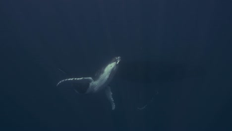 Humpback-Whales,-calve-dislpaying-its-white-belly-in-clear-water-swimming-to-the-surface-for-breathing-around-the-Islands-of-Tahiti,-French-Polynesia