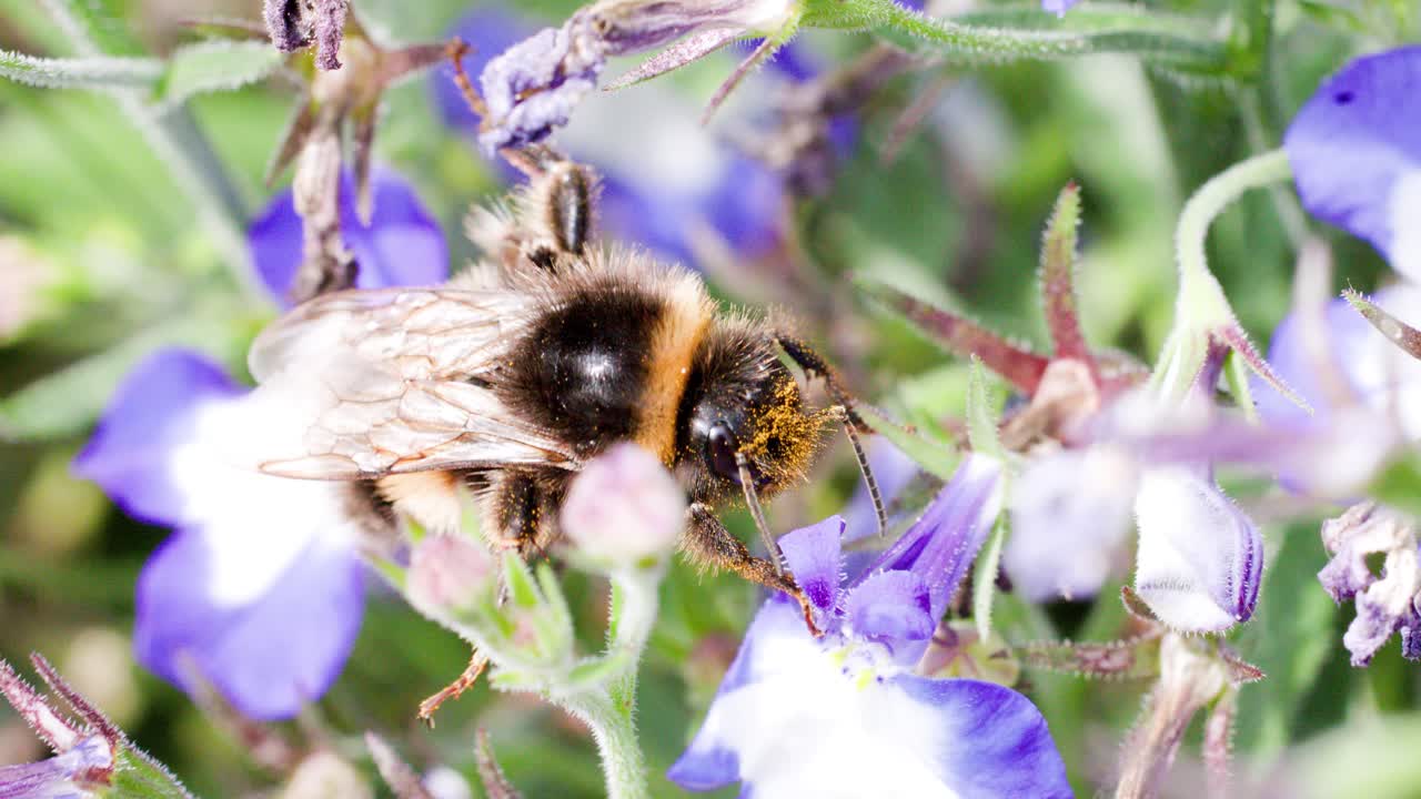 A bumblebee actively gathers pollen from vibrant purple lavender flowers in a sunlit garden, captured in close-up macro with shallow depth of field