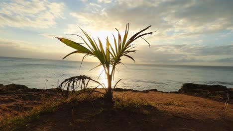 4k footage of a small palm tree growing in Aguadilla, PR.