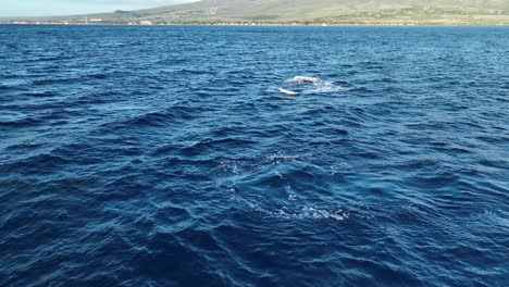 active humpback whale calf breaching close to mom off the lahaina coast in maui, hawaii