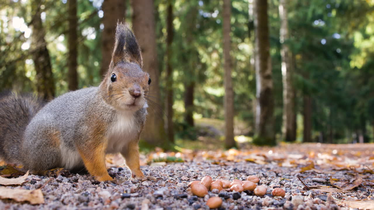 белка ест орехи в лесу и убегает, вид с земли крупным планом