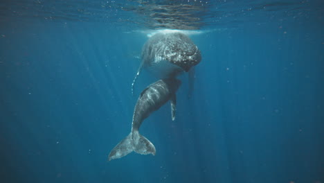 vista bajo el agua de las ballenas jorobadas en vava'u tonga