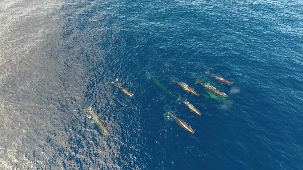 바다에서 평화롭게 헤엄치는 12마리의 향유고래 무리