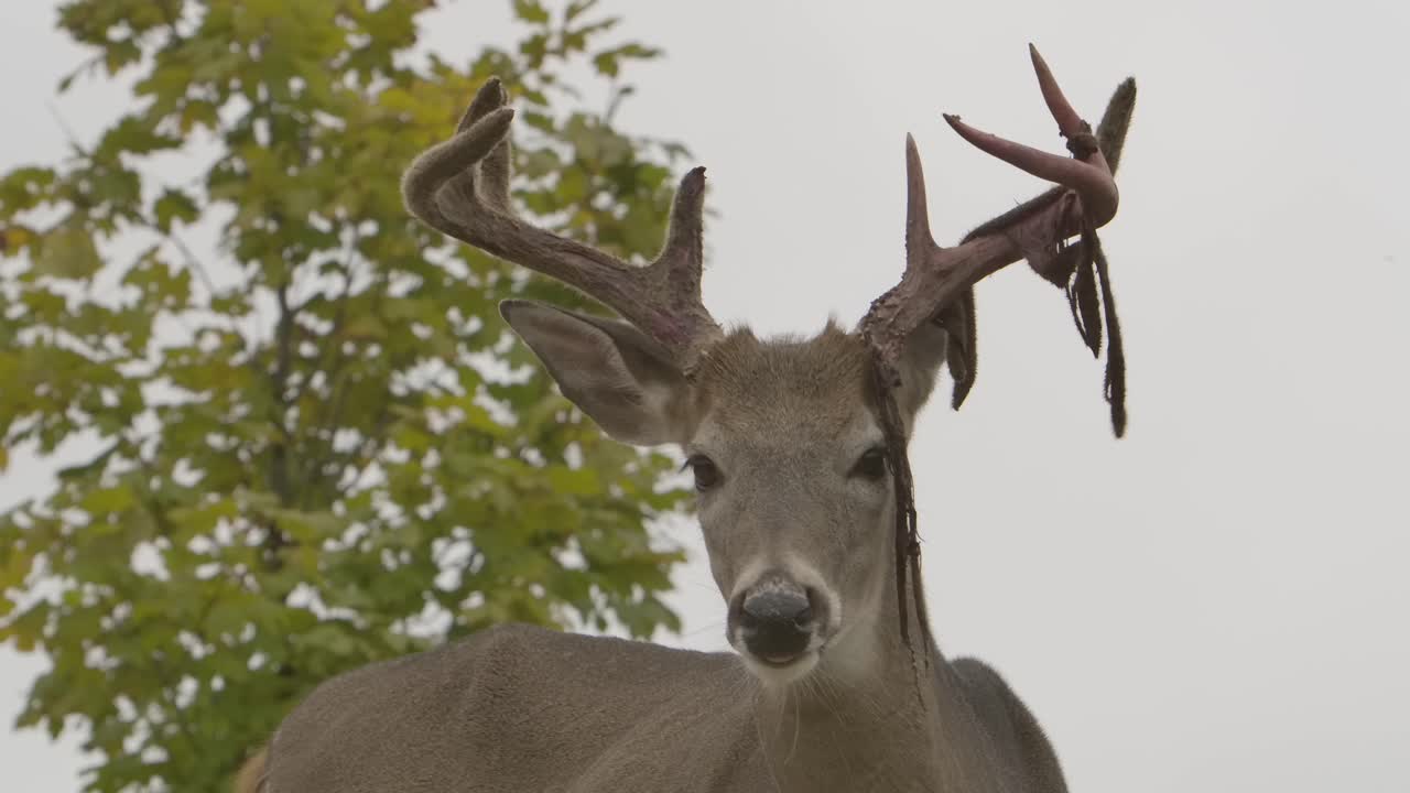venado de cola blanca, cuernos de ciervo, terciopelo pelado, se vuelve para mirarte, épico, slomo.