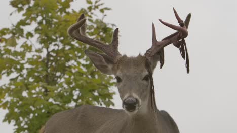 le cerf de virginie les bois de cerf épluchent le velours se tournent pour vous regarder slomo épique