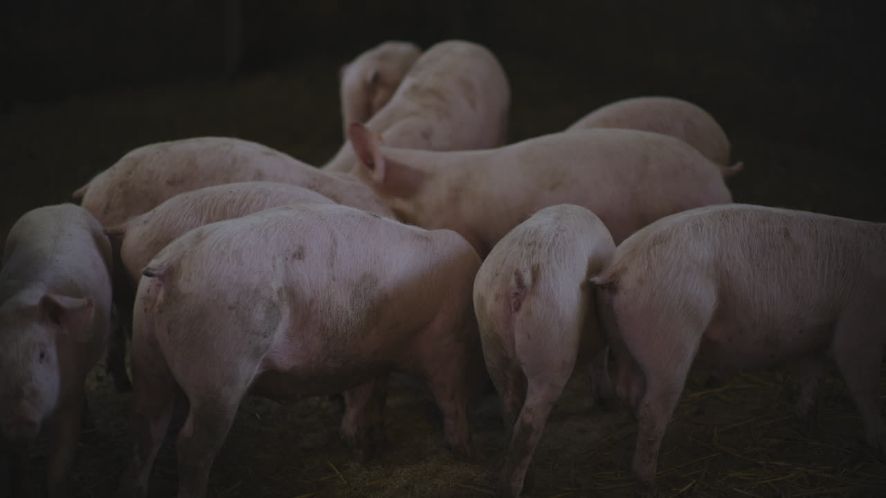 창고 에 있는 돼지 들
