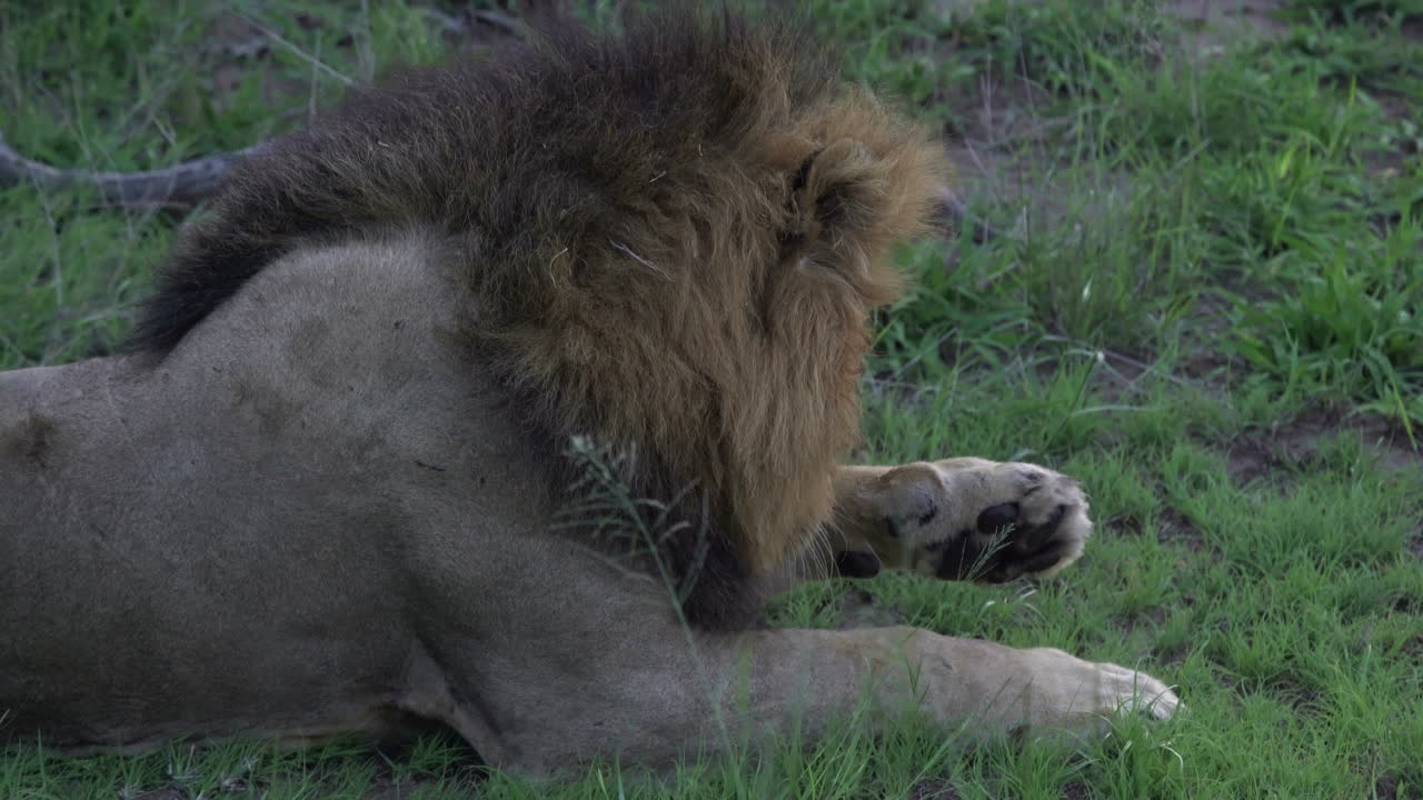 Male Lion King of the jungle large wild mane licking cleaning massive paws laying down relaxing Kruger National Park South Africa early evening sunset in the bush cinematic still close up follow