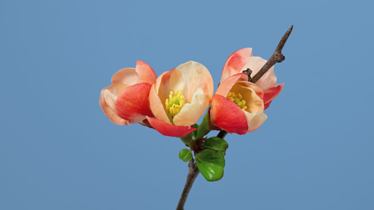 매크로 타임 스 (japanese quince, chaenomeles, maule's quince) - 파란색 배경에서 꽃이 피는 사쿠라 나무