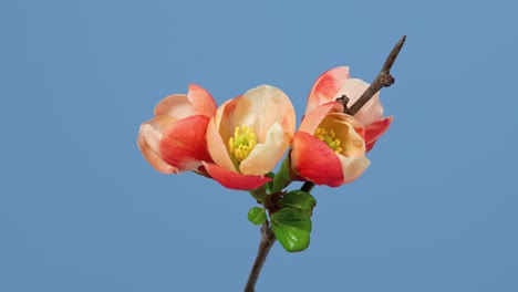 macro time lapse quince japonés (chaenomeles, quince de maule) las flores del árbol de sacura floreciendo sobre un fondo azul en primer plano