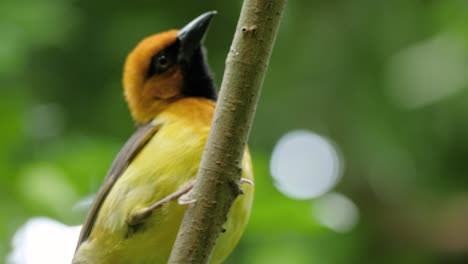 close up shot of male black-necked weaver playing around on branch