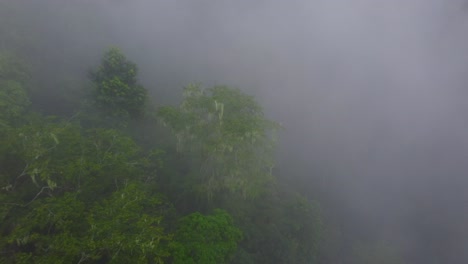 una densa nube y una niebla gris soplan sobre el bosque tropical de minca colombia para revelar las gruesas copas de los árboles.