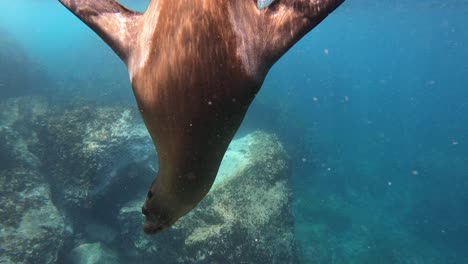 playful sea lion underwater galapagos island