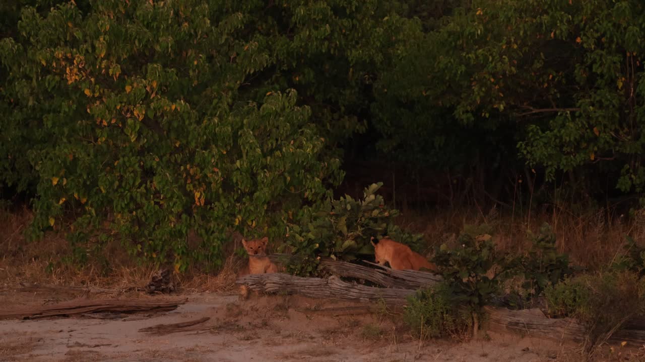 Un cucciolo di leone carino che insegue un ramo e corre prima di sedersi accanto al suo fratello e iniziare a masticare un vecchio albero, Botswana.