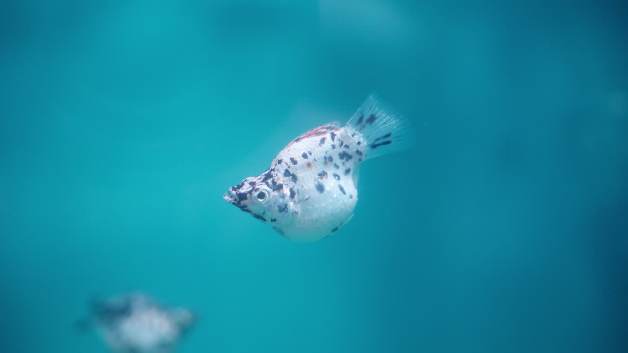 primer plano de un pez molly globo nadando en el agua burbujeante del acuario