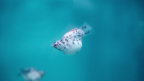 close-up of balloon molly fish swimming in bubbly aquarium water