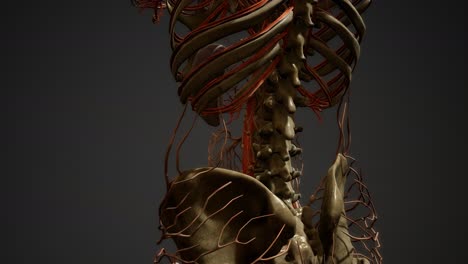 Human-body-blood-vessel-anatomy