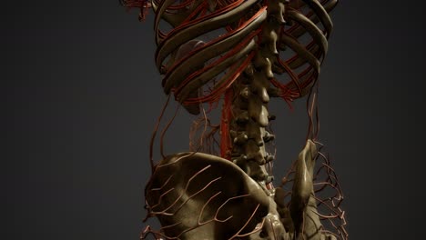 anatomía de los vasos sanguíneos del cuerpo humano