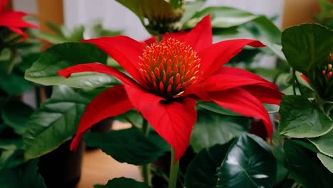 a close-up of a vibrant red poinsettia flower with green leaves