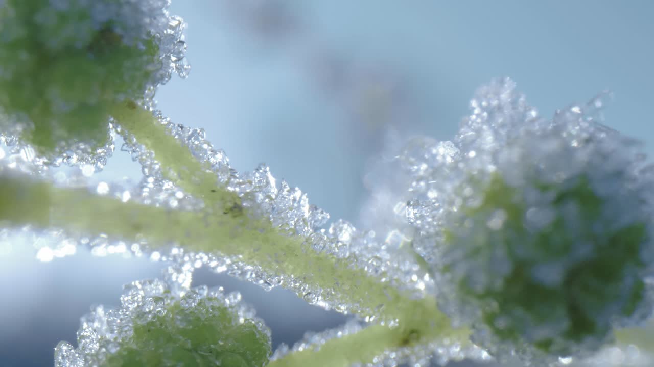 Close up Mimosa leafs and flowers with ice in the winter morning light.