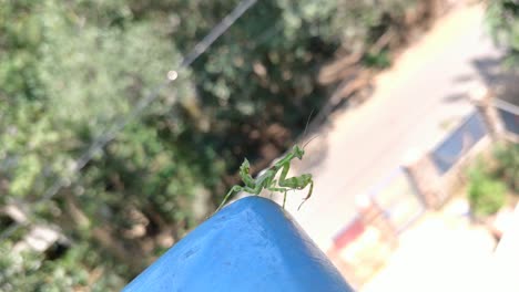 pseudoxyos perpulchra mantis looking for prey