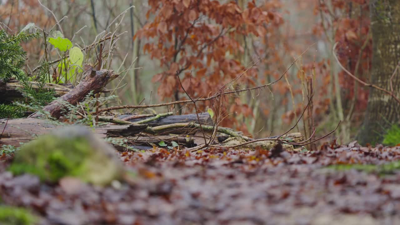 Red squirrel Sciurus vulgaris walks cautiously through autumn leaves in slow motion