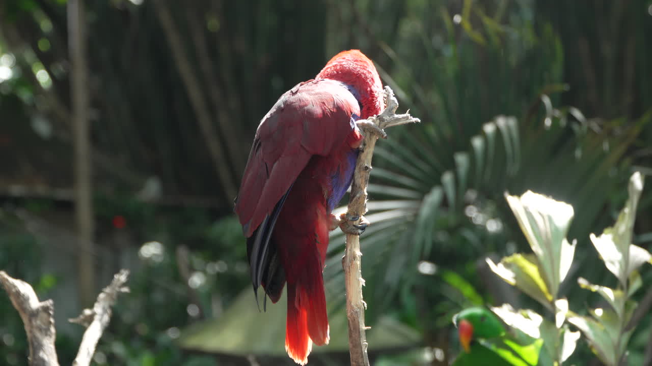 eclectus molucano hembra pájaro colorido trepando palo de madera ayudando con el pico en el bosque salvaje de bali, indonesia primer plano