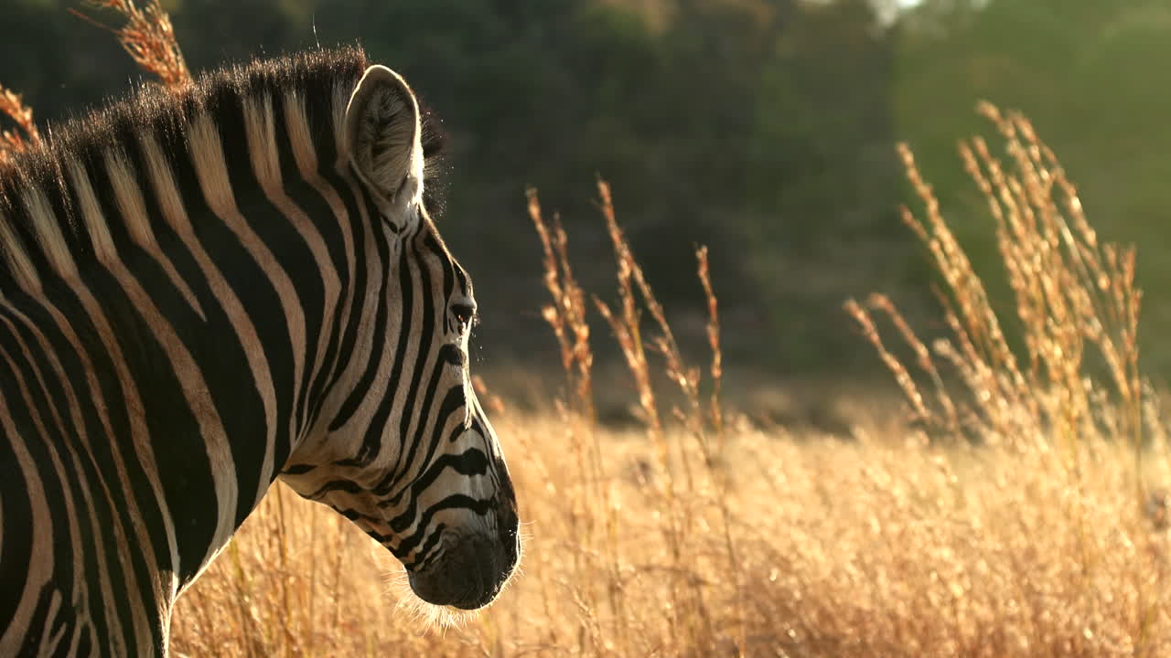 Calm Plains zebra basks in golden hour sunset rays in tall grass field, closeup