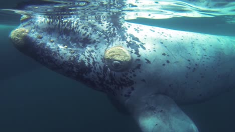 Südlicher-Glattwal-Mit-Kalb-Unter-Wasser-In-Patagonien,-Argentinien-Unterwasseraufnahmen-In-Zeitlupe