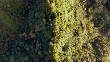 Vista-Aérea-Del-Bosque-Tropical-De-Indonesia-Al-Amanecer