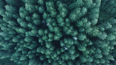 aerial view top down over tall coniferous pine forest canopy wilderness zoom out