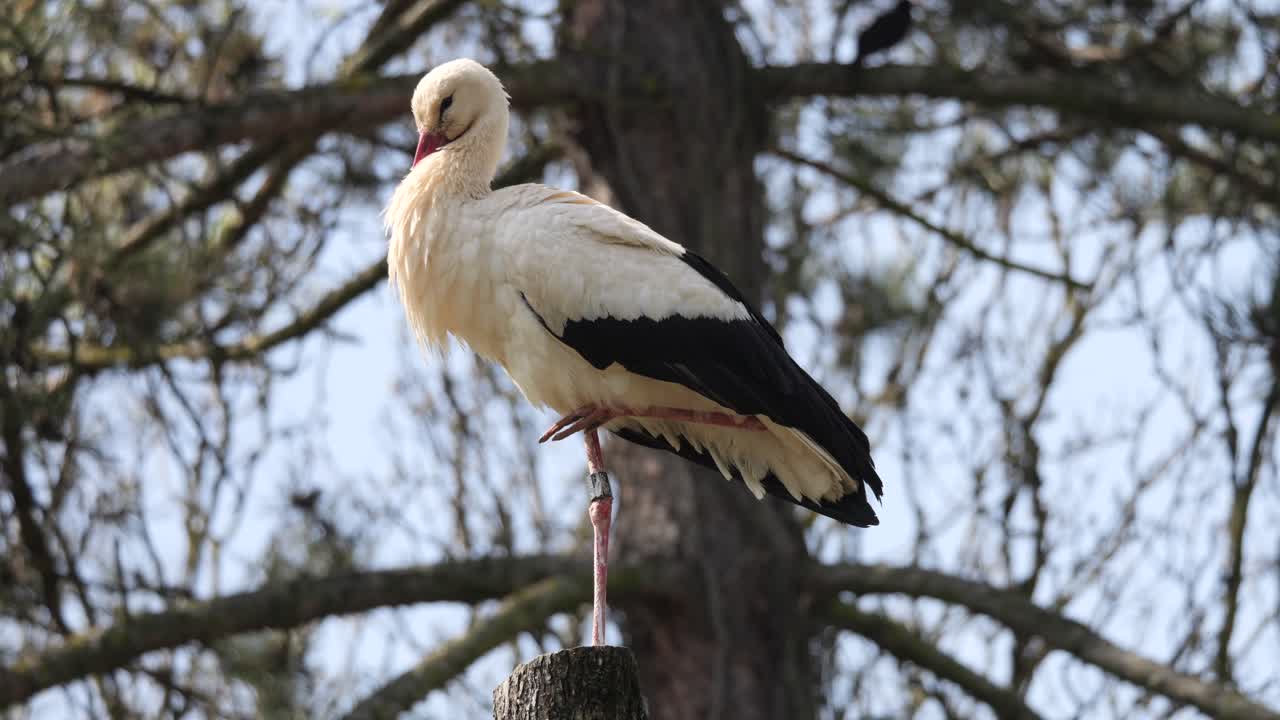 majestuosa cigüeña blanca de pie en un árbol de madera con un pie durante un día soleado, cerca