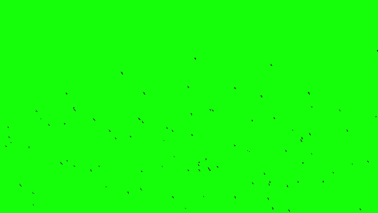 검은 까마귀 한 무리가 녹색 스크린에 날아다닙니다.