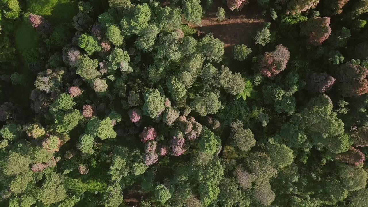 秋の晴れた日に緑、赤、茶色の森の木の上空からの眺め