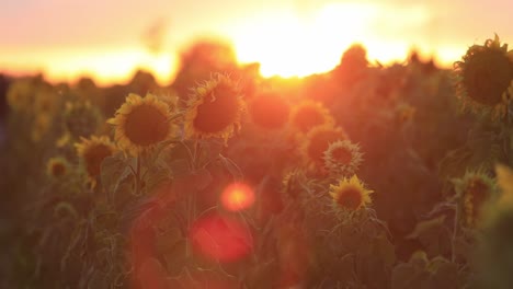 a dreamy slow-motion shot of sunflowers in a haze of sunlight