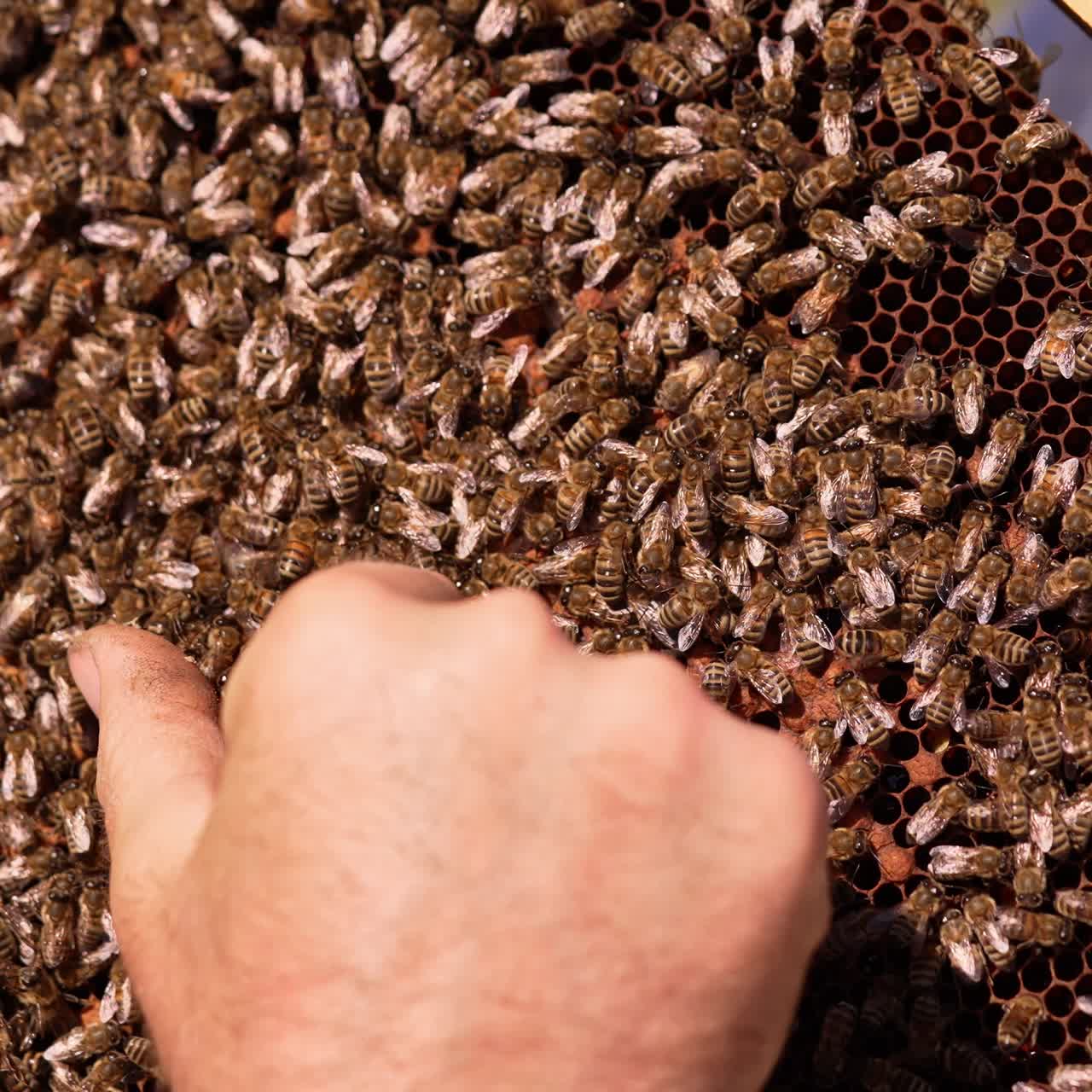 Honey frame stuck with bee family. Male hand touches the bees with no fear. Close up